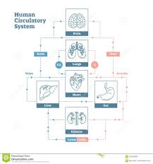 Human Circulatory System Vector Illustration Diagram Poster
