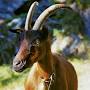 Chamois Coloured goat from backyardgoats.iamcountryside.com