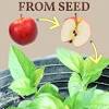 A wide variety of apple tree leaf options are available to you, such as material, commercial buyer, and occasion. 1