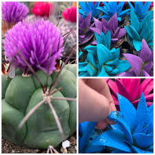 With a cactus, they are easy to grow; Not Only Does Lowe S Hot Glue Fake Flowers To Their Cacti But They Are Also Charging Extra For Spray Painted Succulents And Claiming They Were Created Using The Same Science As Those