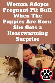 Pin On Pets