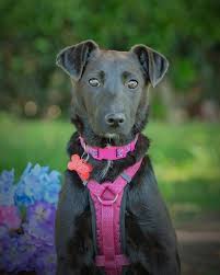 Maybe you would like to learn more about one of these? Adoption Second Chance Dog Rescue San Diego California ÙÛØ³Ø¨ÙˆÚ©