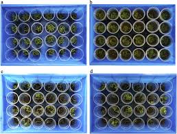 Though lazy by nature, shikamaru has a rare intellect that consistently allows him to prevail in. Dissecting The Genetic Mechanisms Of Waterlogging Tolerance In Brassica Napus Through Linkage Mapping And A Genome Wide Association Study Sciencedirect