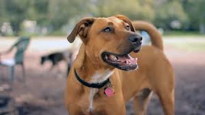 Puppy said annoyedly to big dog: Lab Pit Bull Mix Chases A Squirrel The Daily Puppy Youtube