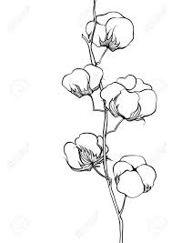 Black And White Line Illustration Of Cotton Flowers On A White Stock Photo Picture And Royalty Free Image Image 76361566 Great savings & free delivery / collection on many items. black and white line illustration of cotton flowers on a white