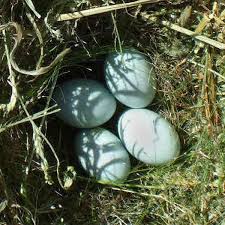 Image result for Eriochloa macclounii