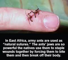 This Is Cool Weird Facts Best Funny Pictures Silly Memes