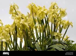 Image result for Moraea spathulata