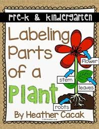 labeling parts of a plant anchor chart and interactive science activity