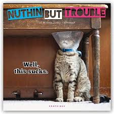 Amazon 10 Funny Cat Calendar 2021 2020 Oh How Unique Cat Calendar Funny Cats Mini Calendars