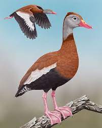 It has plumage that is mainly reddish brown, long legs and a long grey bill, and shows a distinctive white band across it. Black Bellied Whistling Duck Whatbird Com