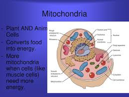 The number of mitochondria in a cell is dependent on how much energy that cell requires. Cells Ppt Download