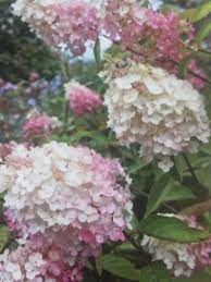 Hydrangea H Paniculata Pinky Winky Andrea Jones English House Garden