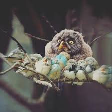 Zor Tabi Annebaykus Motherowl Boredowl Nature Naturephotography Dogafotograflari Pet Birds Beautiful Birds Animals Beautiful