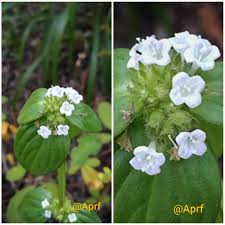 Image result for Spermacoce senensis