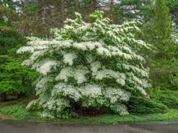 The white dogwood is the most popular native tree in america. Flowering Dogwood Problem Dogwood Trees Flowers Not Blooming Or Forming