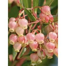 Use as single accent shrub, or mass for screens or hedges. Arbutus Unedo Compacta
