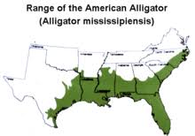 American Alligator Wikipedia