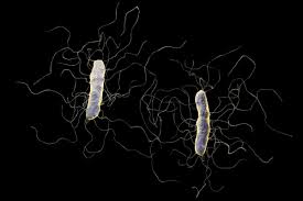 About 1 in 6 patients who get c. Clostridium Difficile C Diff Infection Causes And Risks Familydoctor Org