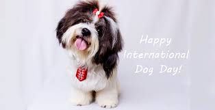 Dogust universal birthday for shelter dogs. Dogs Take Over The World On International Dog Day 2019 Dogexpress
