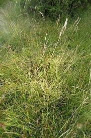 Image result for Festuca abyssinica