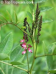 Image result for Indigofera sordida