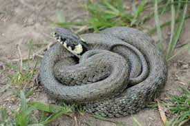 Avem zece specii de șerpi în românia, pe care vi le prezentăm în continuare. Serpi Herpetolife