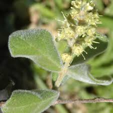 Image result for Englerina subquadrangularis