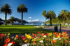 Bunch of 10 dried palm spears, palm leaves, dried palm leaves, dried flowers | ebay. Flowers And Palm Trees Foreshore Reserve Picton Marlborough Sounds South Island New Zealand