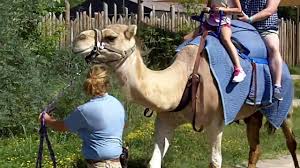 Tiger mountain habitat at the bronx zoo in new york © reuters. Camel Rides At The Columbus Zoo Youtube