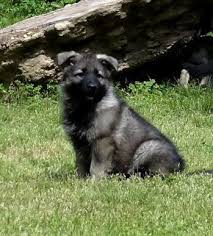 5 males and 3 females two males and two females are sold pups will be ready to g. Warfenburg Longhair German Shepherds Longhair German Shepherd Breeder