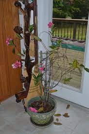 If the mandevilla survives, or if it does not and you opt to replace it with a new mandevilla species, certain care practices can help to minimize the likelihood that the also, do not apply fertilizer to the mandevilla in late fall or early winter, as this can encourage a flush of tender new growth. Mandevilla Plants In Winter Survive The Season In Fine Shape If You Live In A Tropical Climate However If You Liv Winter Plants Mandevilla Vine Overwintering