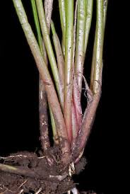 Image result for Isolepis prolifera