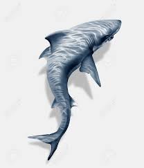 Hai tattoos love tattoos beautiful tattoos body art tattoos tatoos shark tooth tattoo karten tattoos scuba diving tattoo anchor tattoos. Shark Tattoo Stock Photo Picture And Royalty Free Image Image 104616622