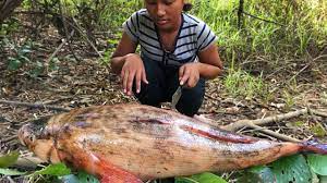 A freezer door left open accidentally left me frantically. Amazing Girl Grilling Fish In Wild Eating Delicious Marble Goby Fish Youtube