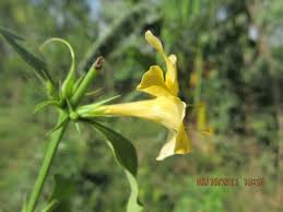 Image result for Dicliptera hensii