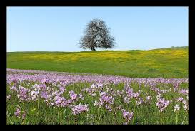 Unusual flowers love flowers wild flowers star flower my flower california wildflowers wildflower tattoo garden stairs woodland garden. Central California Wildflowers A True Joy Of Springtime