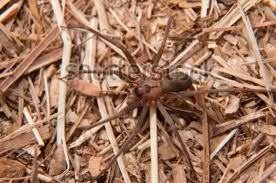 A poderosa picada da aranha marrom. Se Acompanha Dados Nacionais De Picadas De Aranha Marrom Infonet O Que E Noticia Em Sergipe