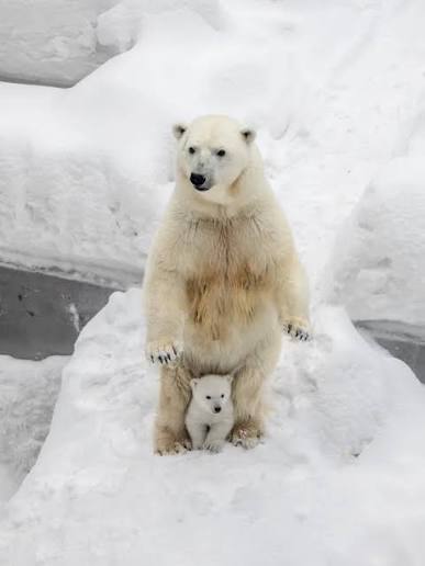 Beruang kutub bernama Gerda memamerkan anaknya di Kebun Binatang R.A. Shilo, Novosibirsk, Rusia, Minggu (15/3/2026). Anak beruang tersebut merupakan keturunan ketujuh dari Gerda dan Kai yang lahir pada 7 Desember 2025. Meskipun