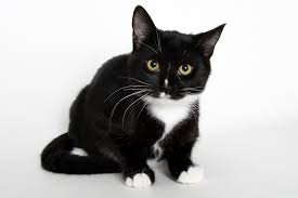 At baarc, we are dedicated to finding the right fit for all animals placed. Adoption Events Spotlight Shelter Cats Dogs And Other Animals