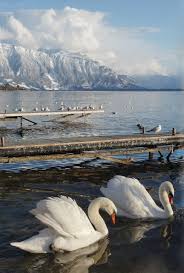Les Immacules Et Impeccables Cygnes Du Lac Leman Lac Leman Lac Suisse Voyage