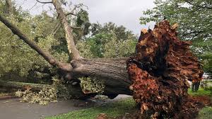 Find 1277 listings related to the restore in hillsborough on yp.com. Hurricane Florence Kos Oak Tree Power In Hillsborough Durham Herald Sun
