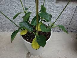アジサイ 葉が黄色に 週末の庭いじり 楽天ブログ