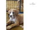 Puppyfinder.com is your source for finding an ideal great dane puppy for sale in usa. Great Dane Puppies For Sale Near Jacksonville Florida Usa Page 1 10 Per Page Puppyfinder Com