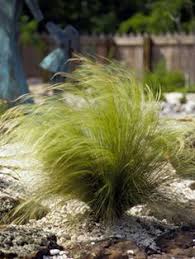 We did not find results for: 49 Best Ornamental Grasses For Zone 4 Ideas Ornamental Grasses Plants Grass