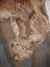 Golden retriever puppies in winnsboro, golden retriever puppy. Golden Retriever Puppy For Sale In San Antonio Tx Adn 31172 On Puppyfinder Com Gender Female Age Golden Retriever Puppy Puppies For Sale Golden Retriever