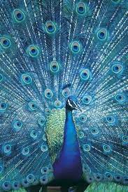 صور طاووس أجمل صور الطاووس pet birds animals beautiful beautiful birds