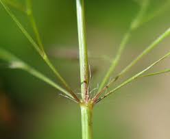 Image result for Eragrostis pilosa