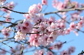 Check spelling or type a new query. Peach And Nectarine Trees At Portland Nursery And Garden Center
