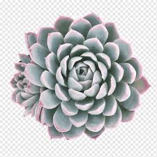 It comes from the arabian peninsula yet thrives wild in tropical environments around the globe and is grown for agricultural and medicinal applications. Echeveria Elegans Succulent Plant Cactaceae Orostachys Aloe Polyphylla Echeveria Botany Leaf Flower Png Pngwing